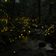 Illustration for article titled The Synchronous Fireflies Of The Smokies Are A Sight Unlike Any Other